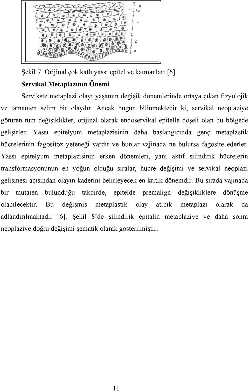 Yassı epitelyum metaplazisinin daha başlangıcında genç metaplastik hücrelerinin fagositoz yeteneği vardır ve bunlar vajinada ne bulursa fagosite ederler.