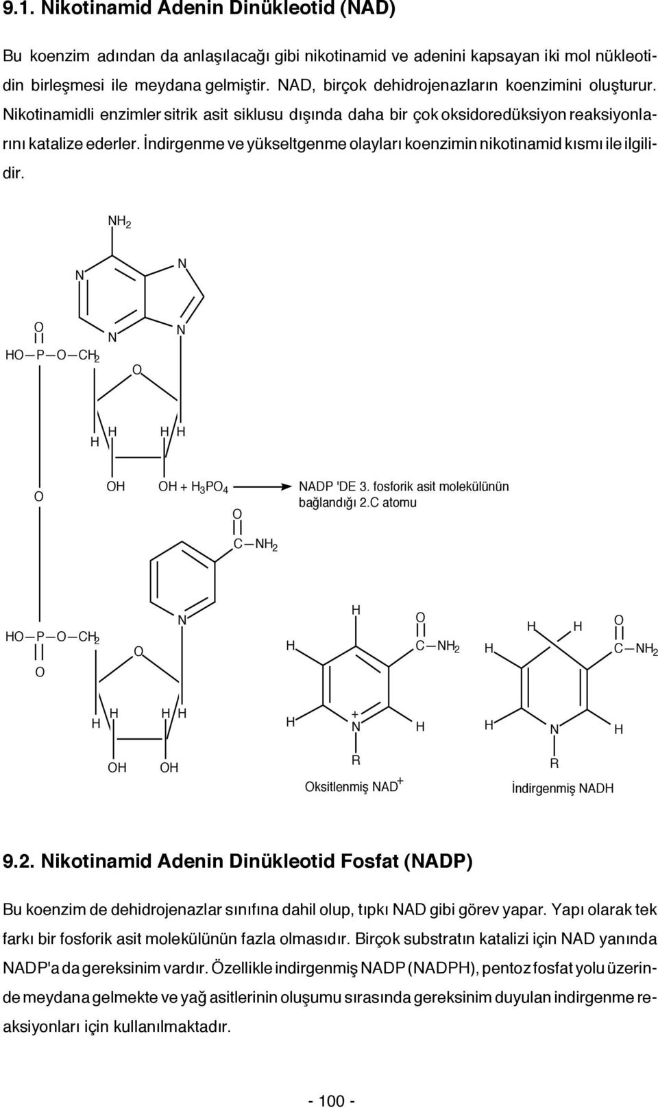 İndirgenme ve yükseltgenme olayları koenzimin nikotinamid kısmı ile ilgilidir. 2 P C 2 + 3 P 4 ADP 'DE 3. fosforik asit molekülünün bağlandığı 2.