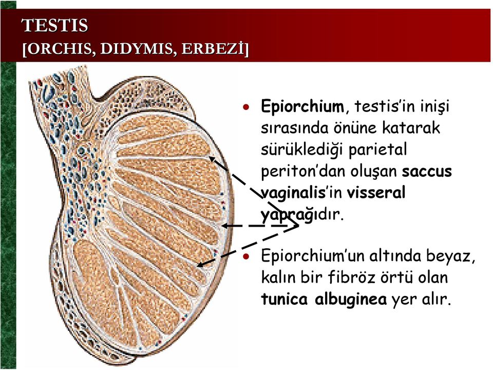 oluşan saccus vaginalis in visseral yaprağıdır.