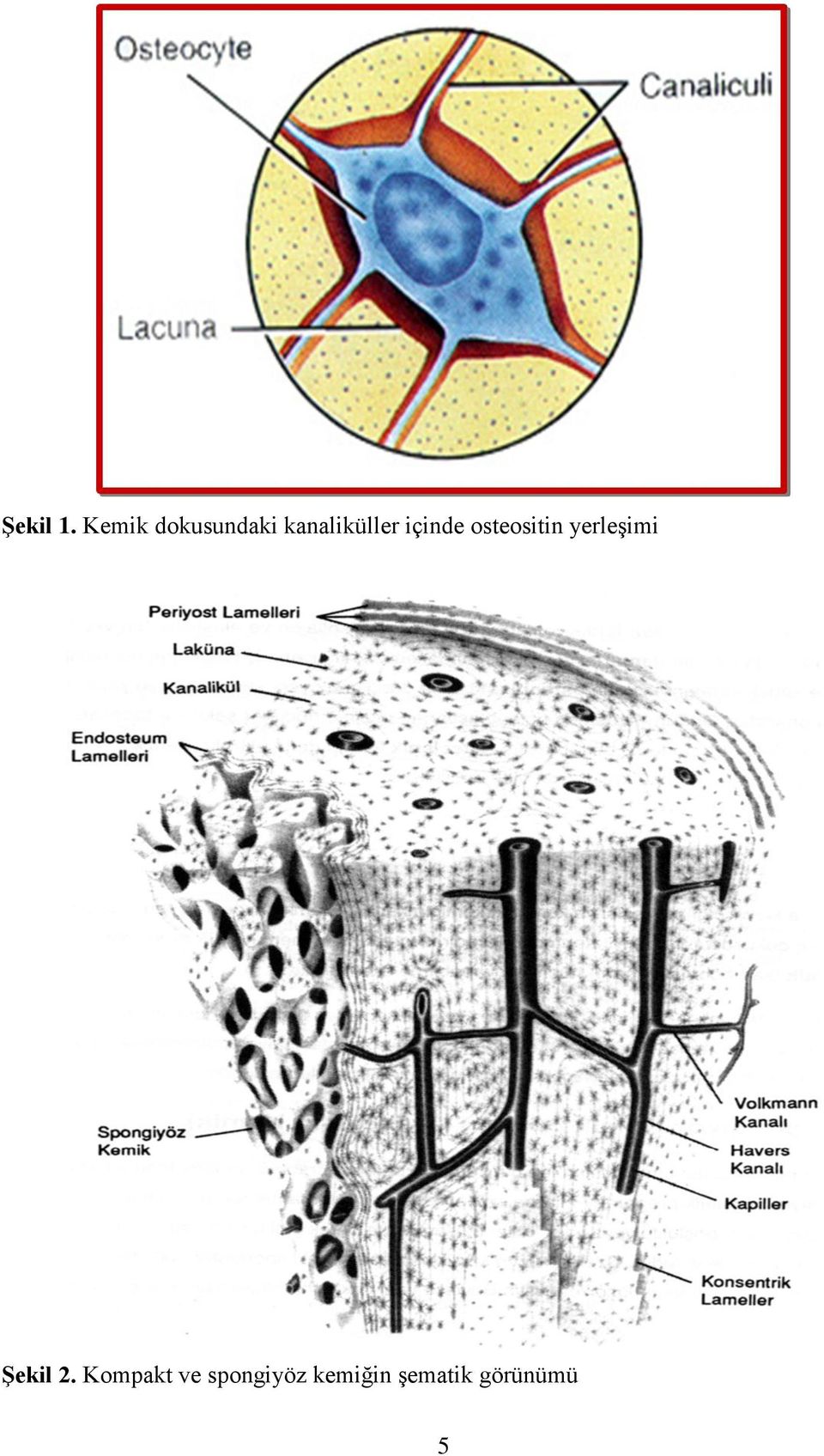 içinde osteositin yerleşimi