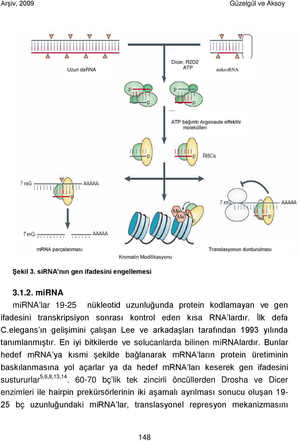 Bunlar hedef mrna ya kısmi şekilde bağlanarak mrna ların protein üretiminin baskılanmasına yol açarlar ya da hedef mrna ları keserek gen ifadesini sustururlar 5,6,8,13,14.