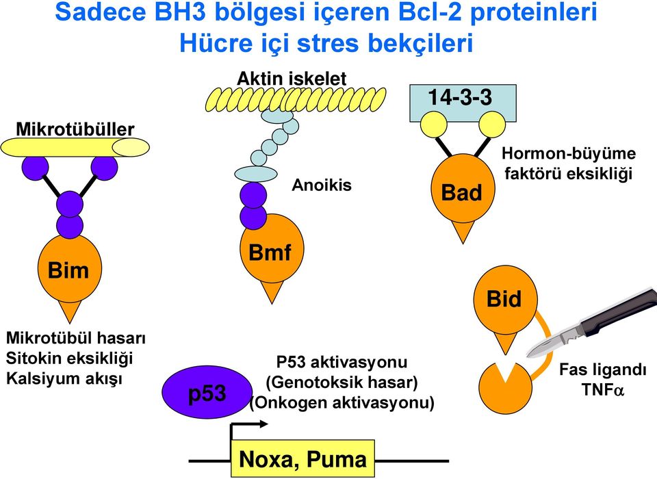 eksikliği Bim Bmf Bid Mikrotübül hasarı Sitokin eksikliği Kalsiyum akışı