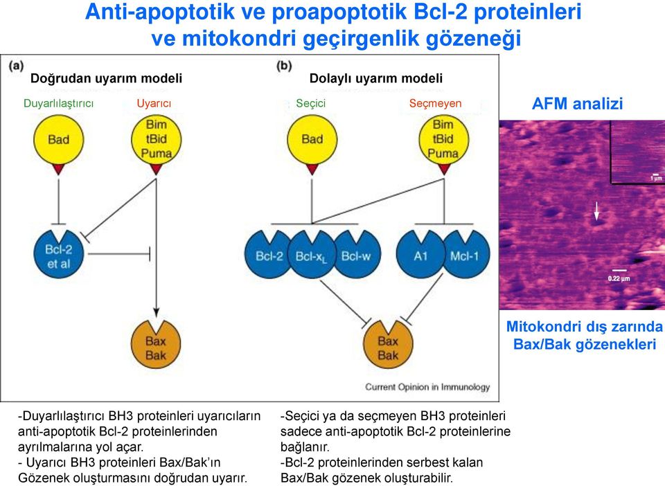 uyarıcıların anti-apoptotik Bcl-2 proteinlerinden ayrılmalarına yol açar.
