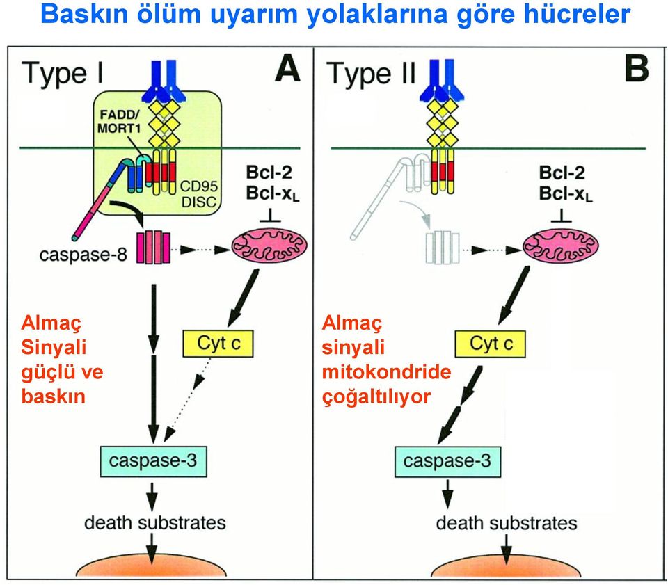 Almaç Sinyali güçlü ve