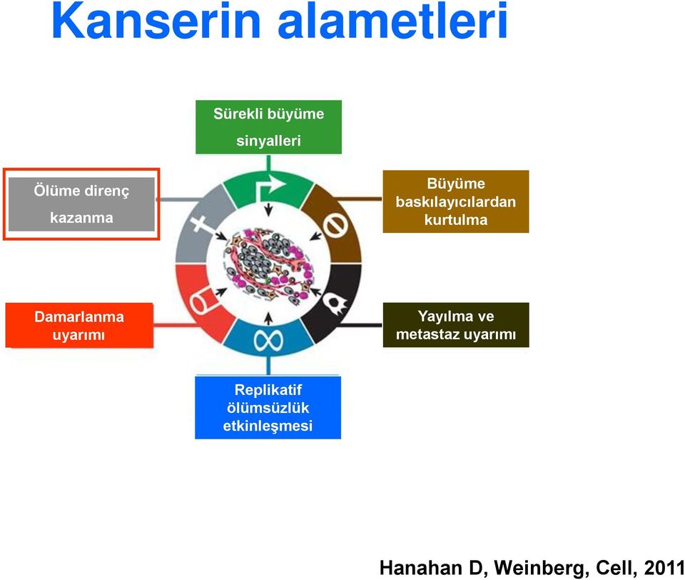 Damarlanma uyarımı Yayılma ve metastaz uyarımı