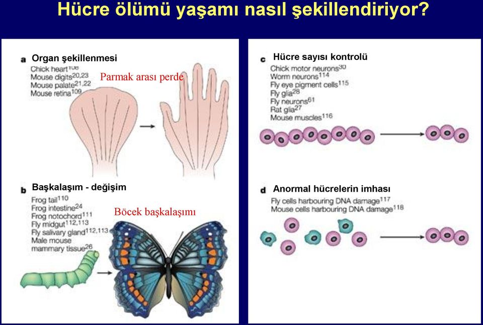 Hücre sayısı kontrolü Başkalaşım -