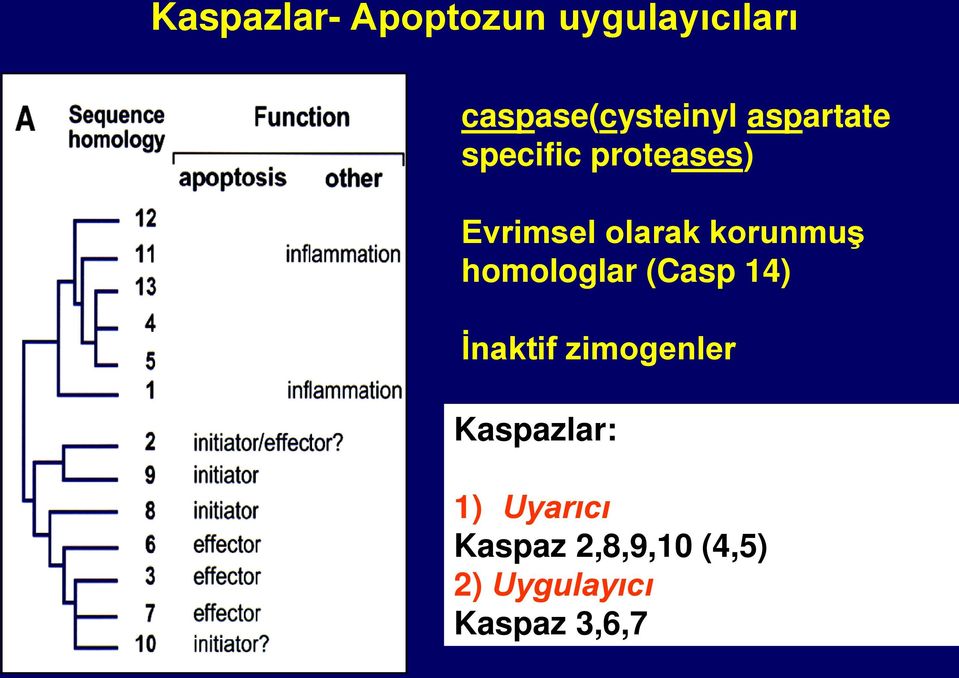 homologlar (Casp 14) İnaktif zimogenler Kaspazlar: 1)