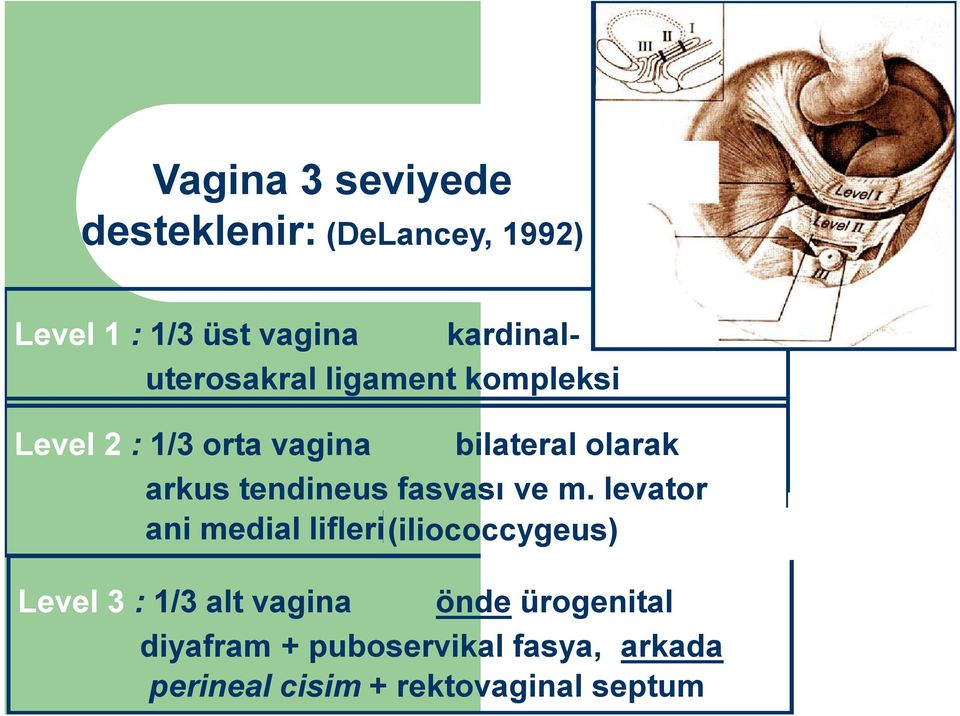 arkus tendineus fasyası ve m.