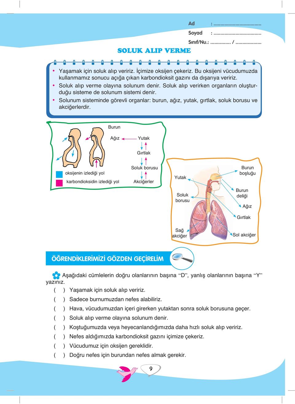 Solunum sisteminde görevli organlar: burun, ağız, yutak, gırtlak, soluk borusu ve akciğerlerdir.