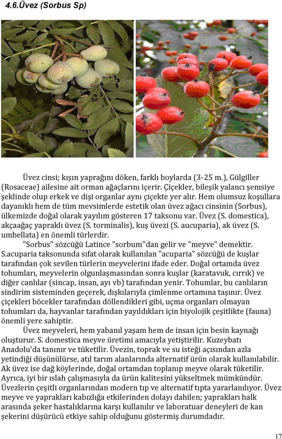 Hem olumsuz koşullara dayanıklı hem de tüm mevsimlerde estetik olan üvez ağacı cinsinin (Sorbus), ülkemizde doğal olarak yayılım gösteren 17 taksonu var. Üvez (S.
