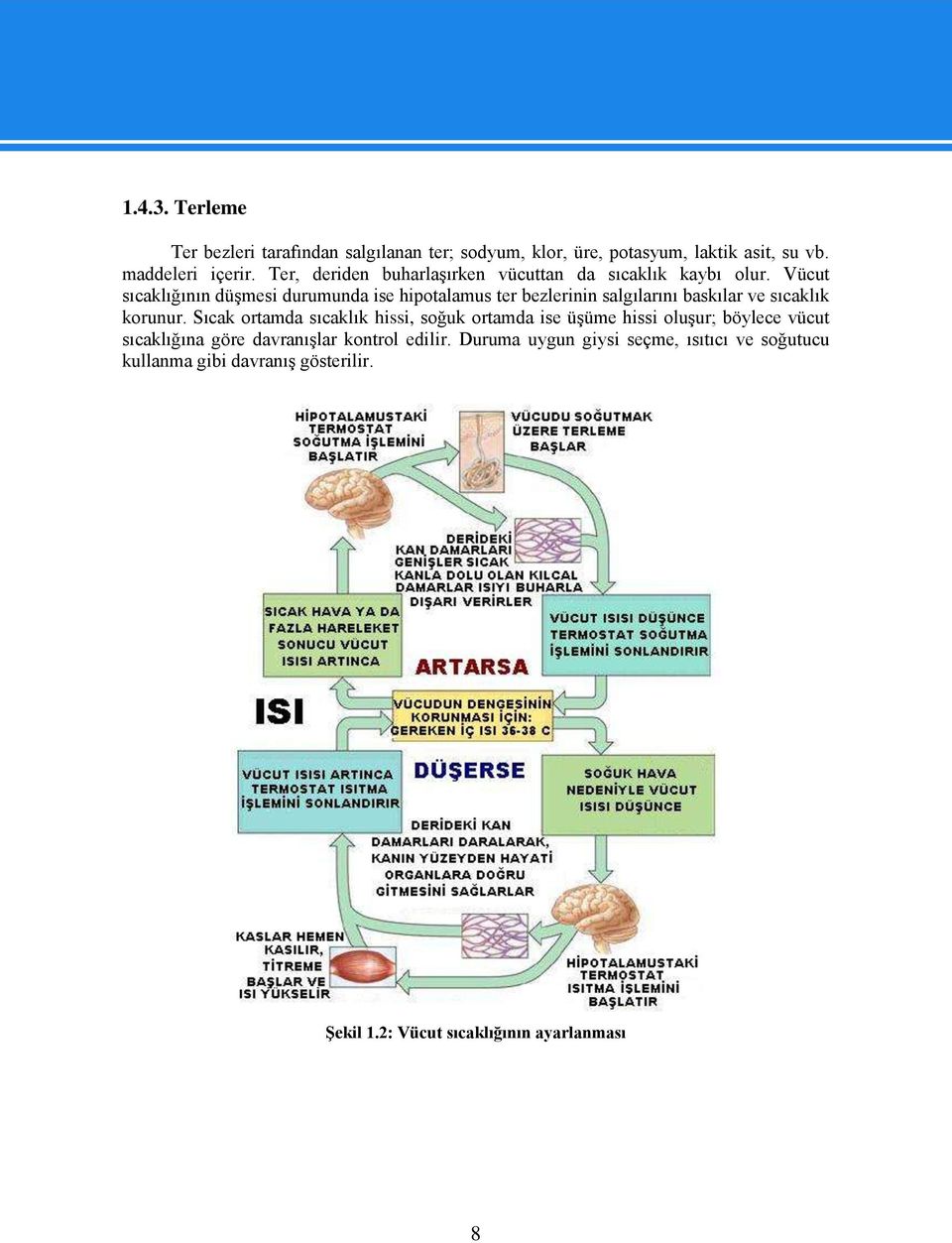 Vücut sıcaklığının düşmesi durumunda ise hipotalamus ter bezlerinin salgılarını baskılar ve sıcaklık korunur.