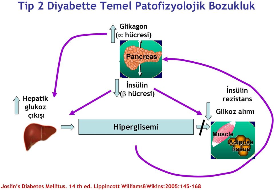 Hiperglisemi İnsülin rezistans Glikoz alımı Muscle Adipose