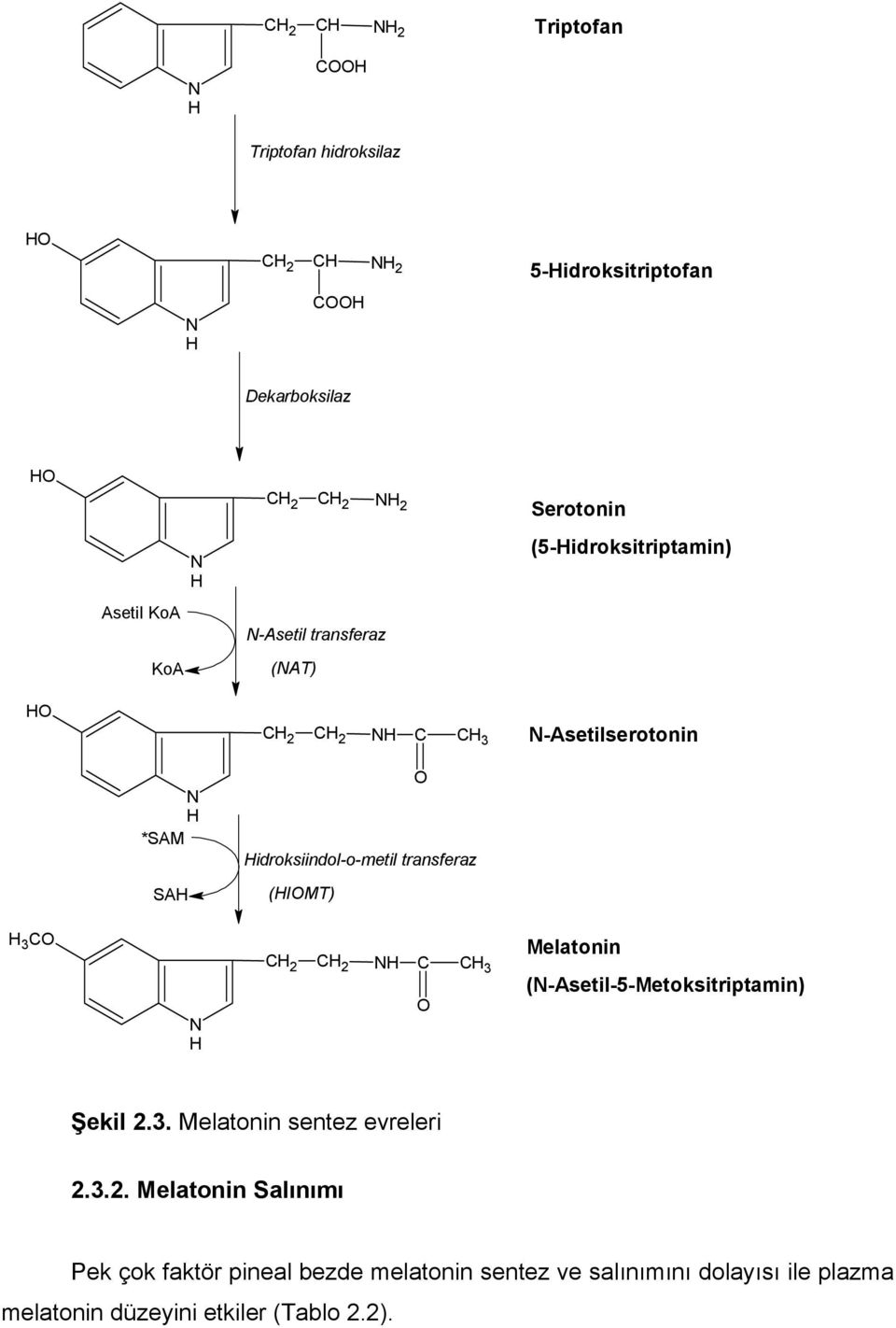 Hidroksiindol-o-metil transferaz (HIOMT) H 3 CO N H CH 2 CH 2 NH C CH 3 O Melatonin (N-Asetil-5-Metoksitriptamin) Şekil 2.3. Melatonin sentez evreleri 2.