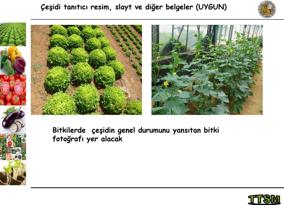 Bitkilerde çeşidin genel
