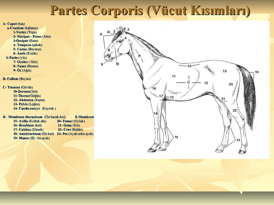 (Leğen) 14- - Cauda-coccyx (Kuyruk ) Partes Corporis (Vücut Kısımları) D- Membrum thoracicum (Ön n bacak-kol) E-Membrum pelvinum (arka bacak-bacak) 15- Axilla (Koltuk