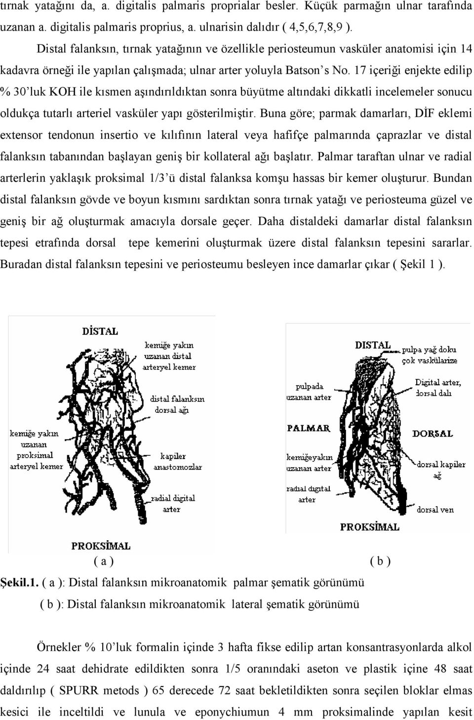 17 içeriği enjekte edilip % 30 luk KOH ile kısmen aşındırıldıktan sonra büyütme altındaki dikkatli incelemeler sonucu oldukça tutarlı arteriel vasküler yapı gösterilmiştir.