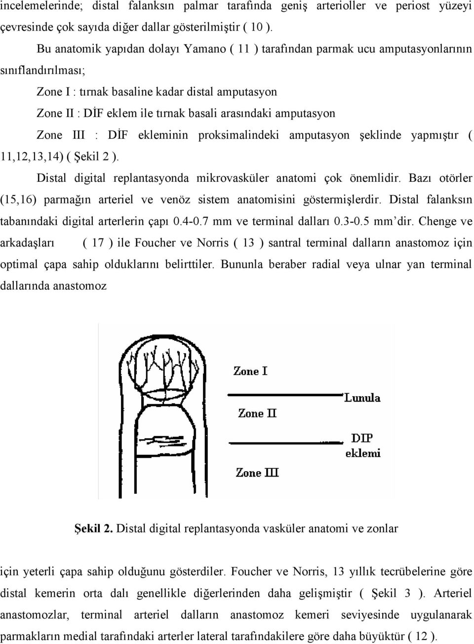 amputasyon Zone III : DĐF ekleminin proksimalindeki amputasyon şeklinde yapmıştır ( 11,12,13,14) ( Şekil 2 ). Distal digital replantasyonda mikrovasküler anatomi çok önemlidir.