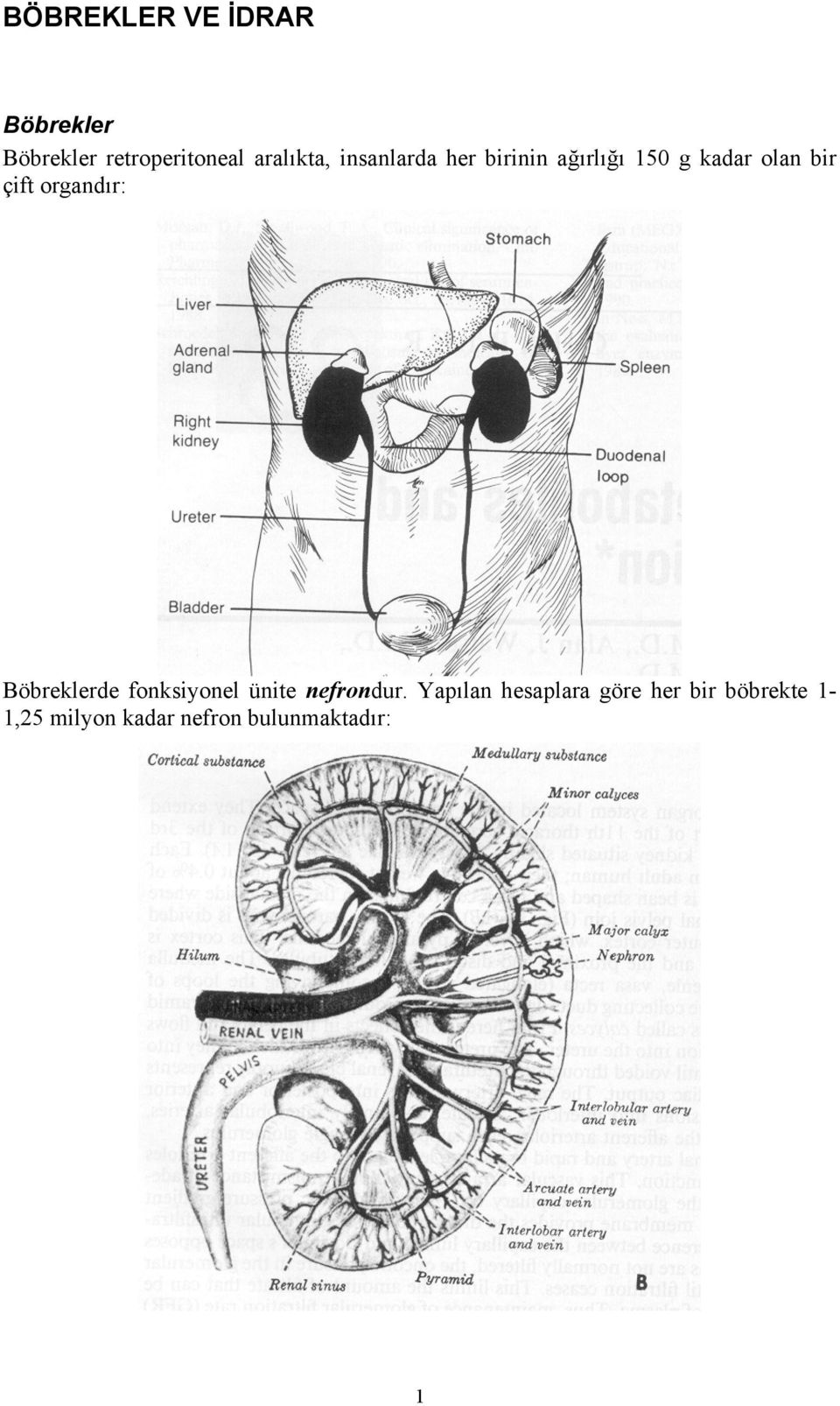 organdır: Böbreklerde fonksiyonel ünite nefrondur.