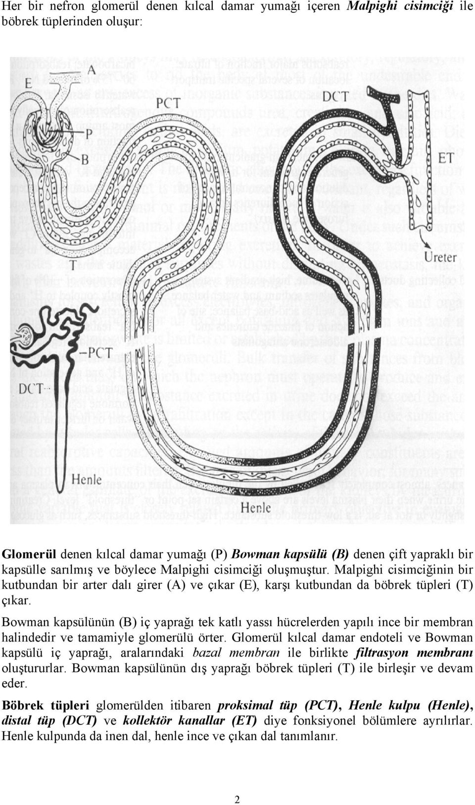 Bowman kapsülünün (B) iç yaprağı tek katlı yassı hücrelerden yapılı ince bir membran halindedir ve tamamiyle glomerülü örter.
