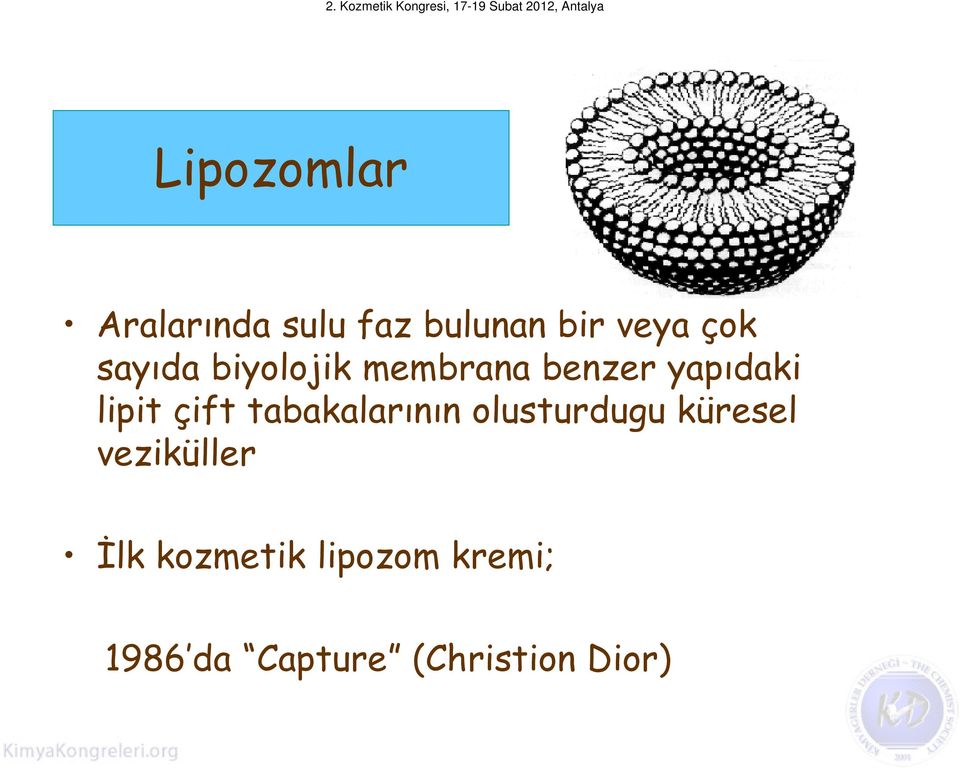 tabakalarının olusturdugu küresel veziküller İlk