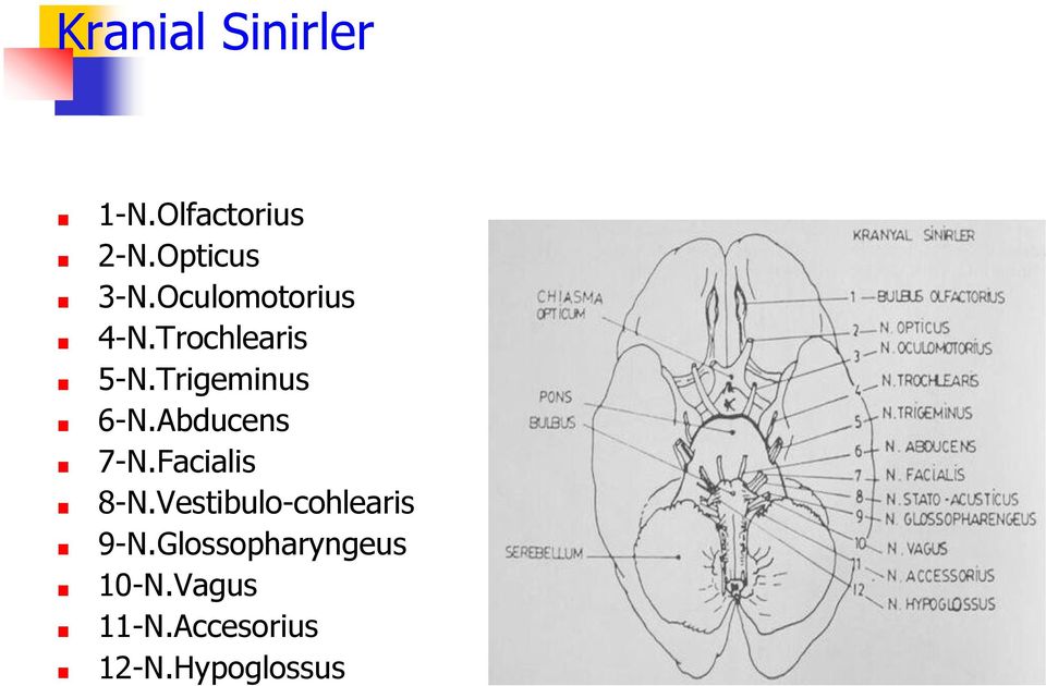 Abducens 7-N.Facialis 8-N.Vestibulo-cohlearis 9-N.