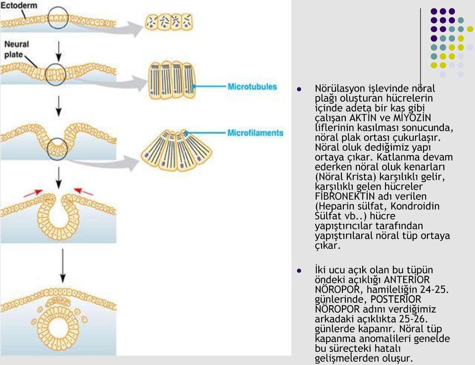 Katlanma devam ederken nöral oluk kenarları (Nöral Krista) karşılıklı gelir, karşılıklı gelen hücreler FİBRONEKTİN adı verilen (Heparin sülfat, Kondroidin Sülfat vb.