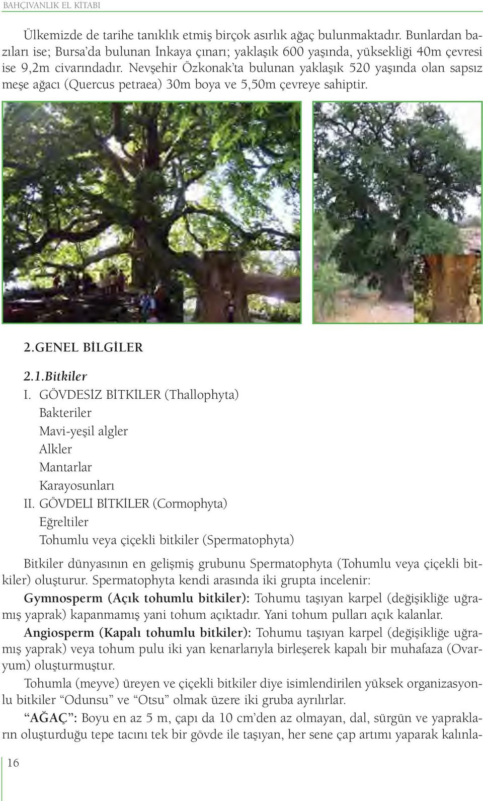 Nevşehir Özkonak ta bulunan yaklaşık 520 yaşında olan sapsız meşe ağacı (Quercus petraea) 30m boya ve 5,50m çevreye sahiptir. 2.GENEL BİLGİLER 2.1.Bitkiler I.