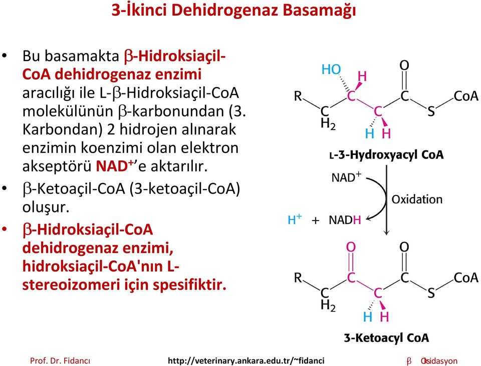 Karbondan) 2 hidrojen alınarak enzimin koenzimi olan elektron akseptörü NAD + e aktarılır.