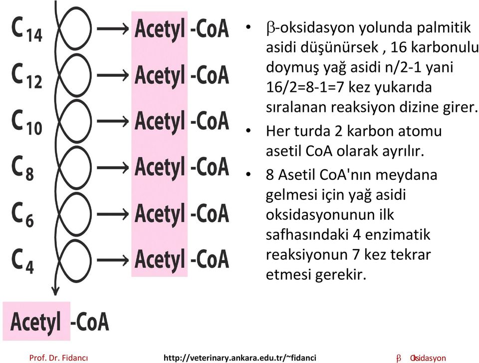 Her turda 2 karbon atomu asetil CoA olarak ayrılır.