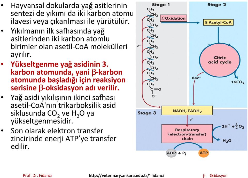 karbon atomunda, yani β karbon atomunda başladığı için reaksiyon serisine β oksidasyon adı verilir.