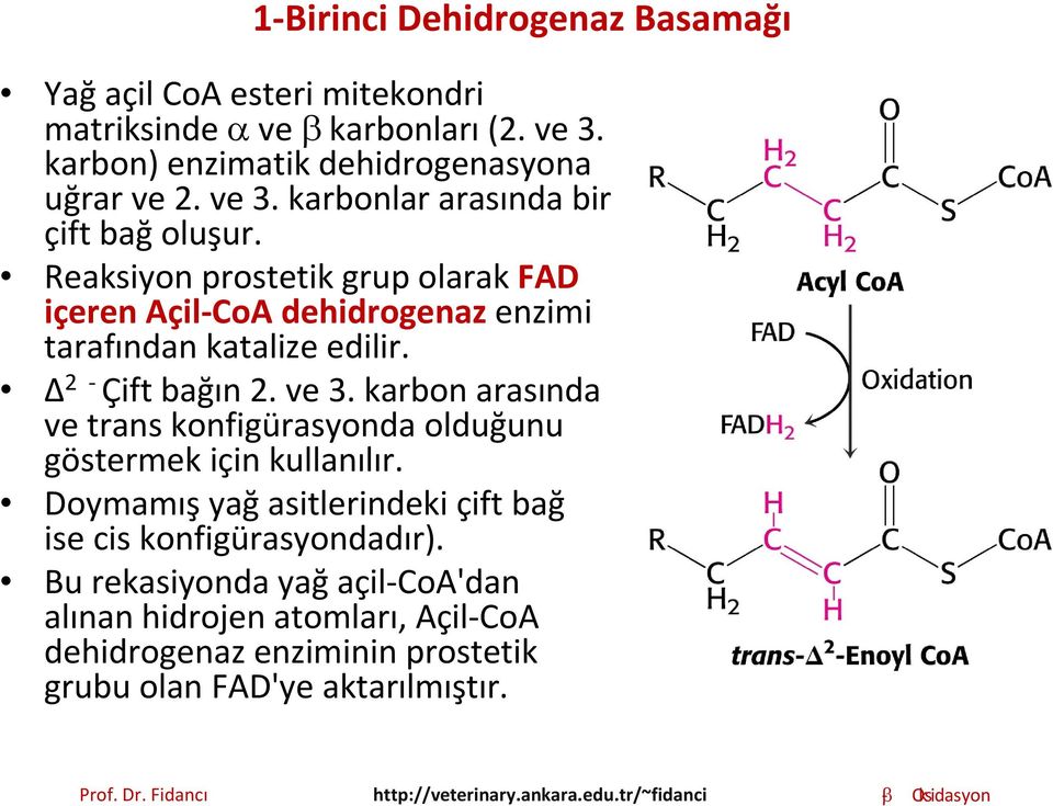 Reaksiyon prostetik grup olarak FAD içeren Açil CoA dehidrogenaz enzimi tarafından katalize edilir. 2 Çift bağın 2. ve 3.