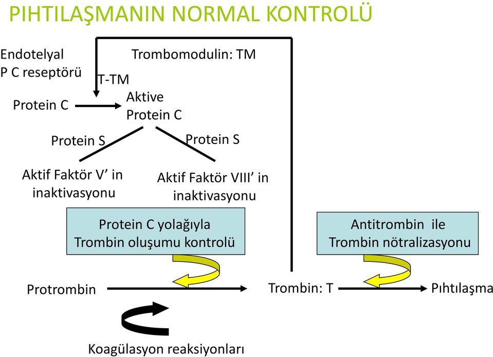 Aktif Faktör VIII in inaktivasyonu Protein C yolağıyla Trombin oluşumu kontrolü