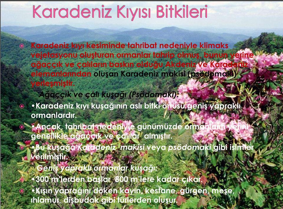 Ağaççık ve çalı kuşağı (Psödomaki): Karadeniz kıyı kuşağının aslı bitki örtüsü geniş yapraklı ormanlardır.