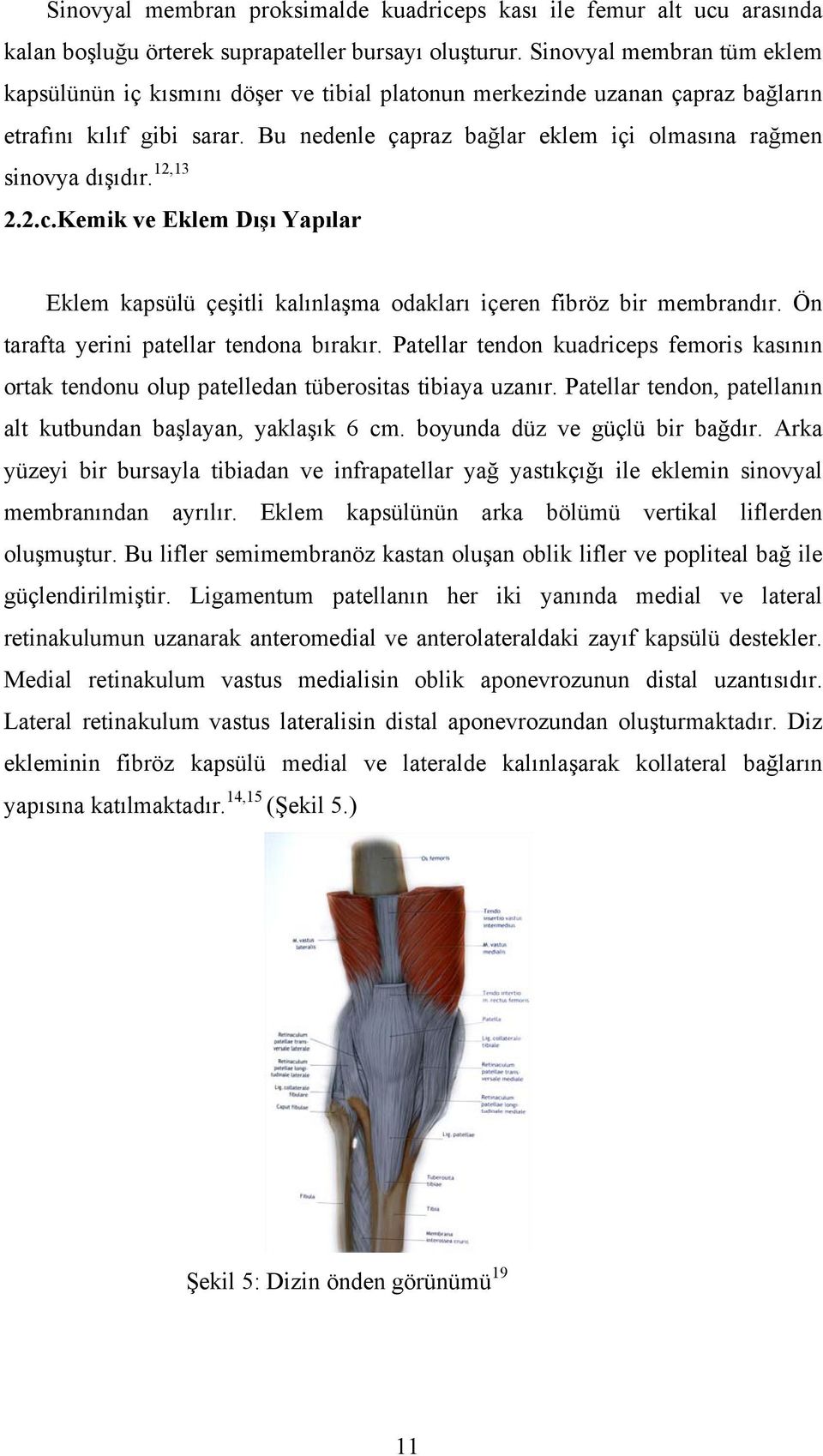 Bu nedenle çapraz bağlar eklem içi olmasına rağmen sinovya dışıdır. 12,13 2.2.c.Kemik ve Eklem Dışı Yapılar Eklem kapsülü çeşitli kalınlaşma odakları içeren fibröz bir membrandır.