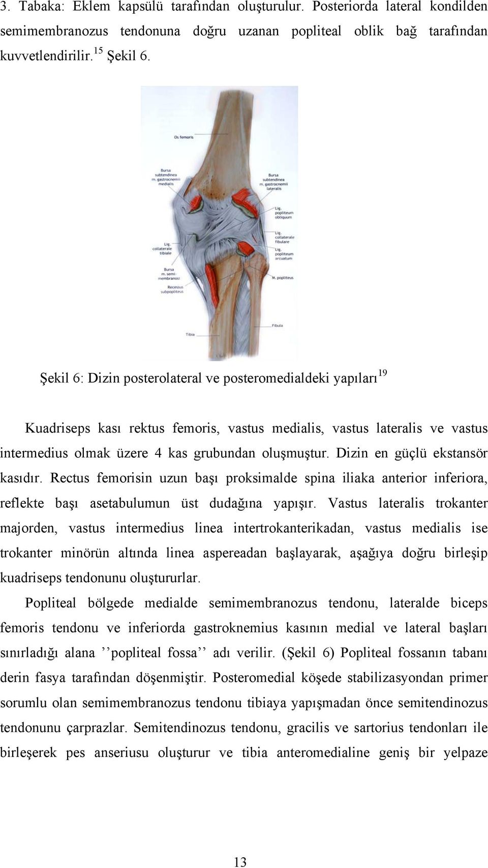 Dizin en güçlü ekstansör kasıdır. Rectus femorisin uzun başı proksimalde spina iliaka anterior inferiora, reflekte başı asetabulumun üst dudağına yapışır.