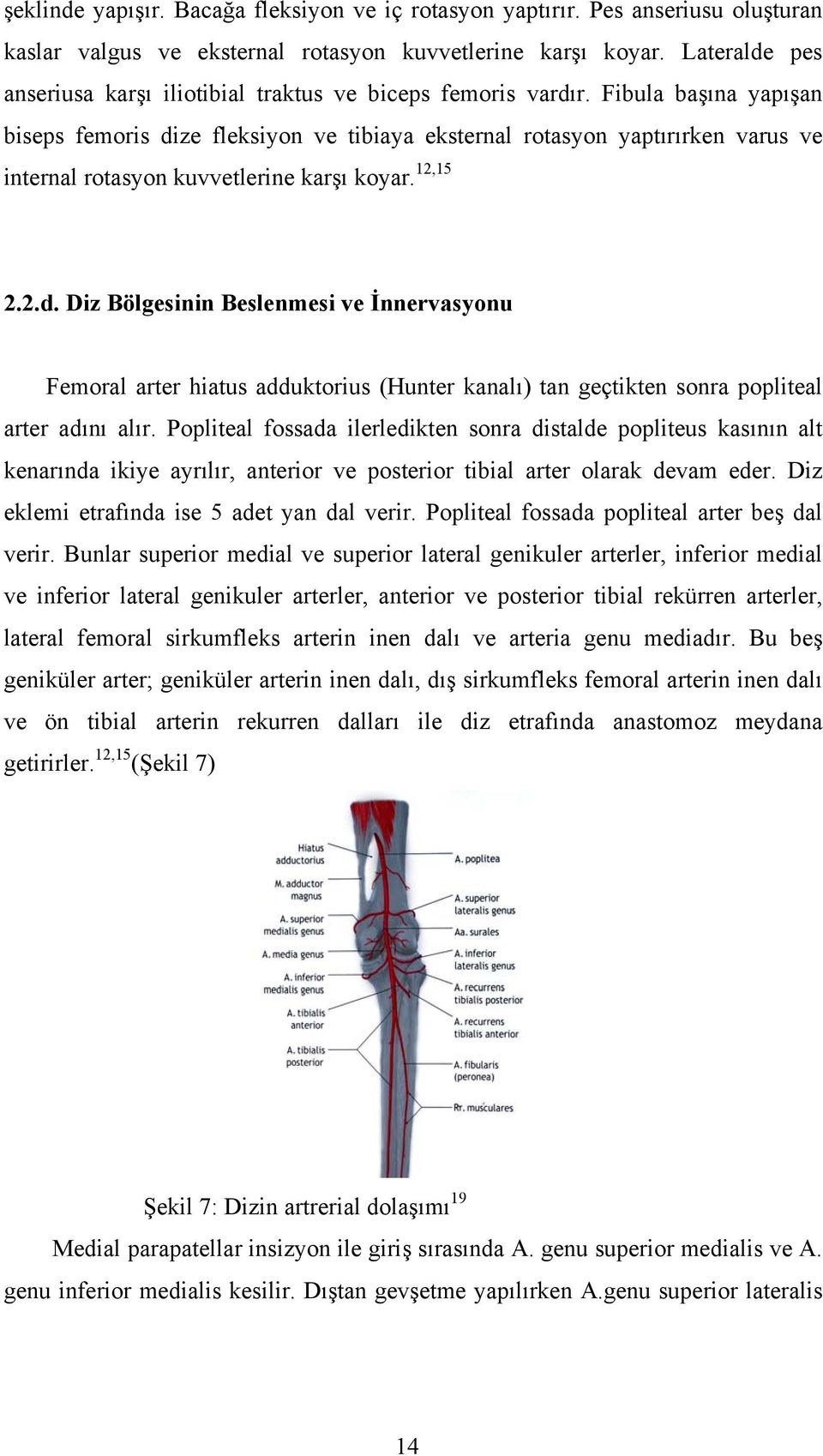 Fibula başına yapışan biseps femoris dize fleksiyon ve tibiaya eksternal rotasyon yaptırırken varus ve internal rotasyon kuvvetlerine karşı koyar. 12,15 2.2.d. Diz Bölgesinin Beslenmesi ve İnnervasyonu Femoral arter hiatus adduktorius (Hunter kanalı) tan geçtikten sonra popliteal arter adını alır.