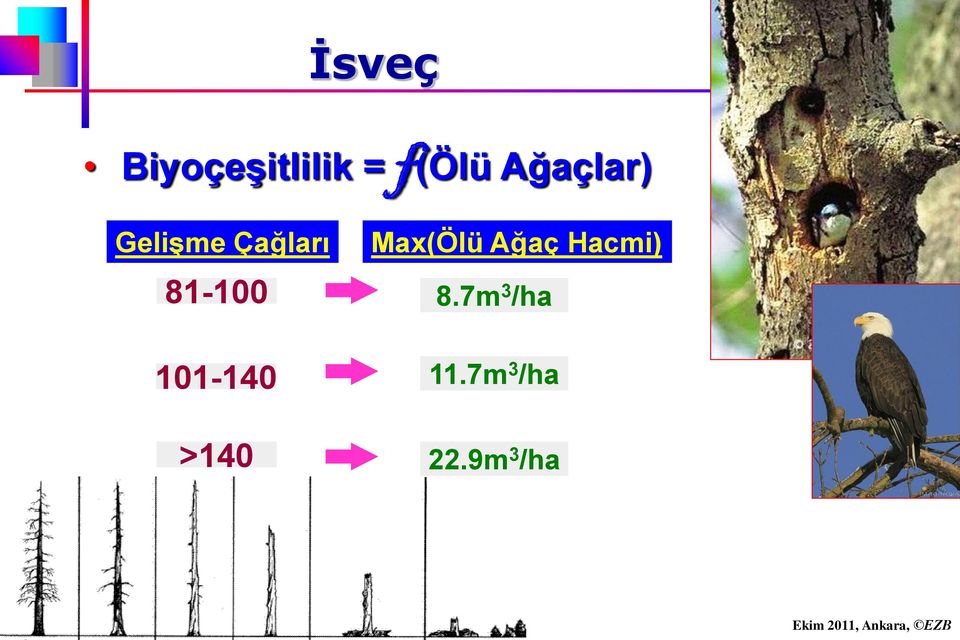 101-140 >140 Max(Ölü Ağaç