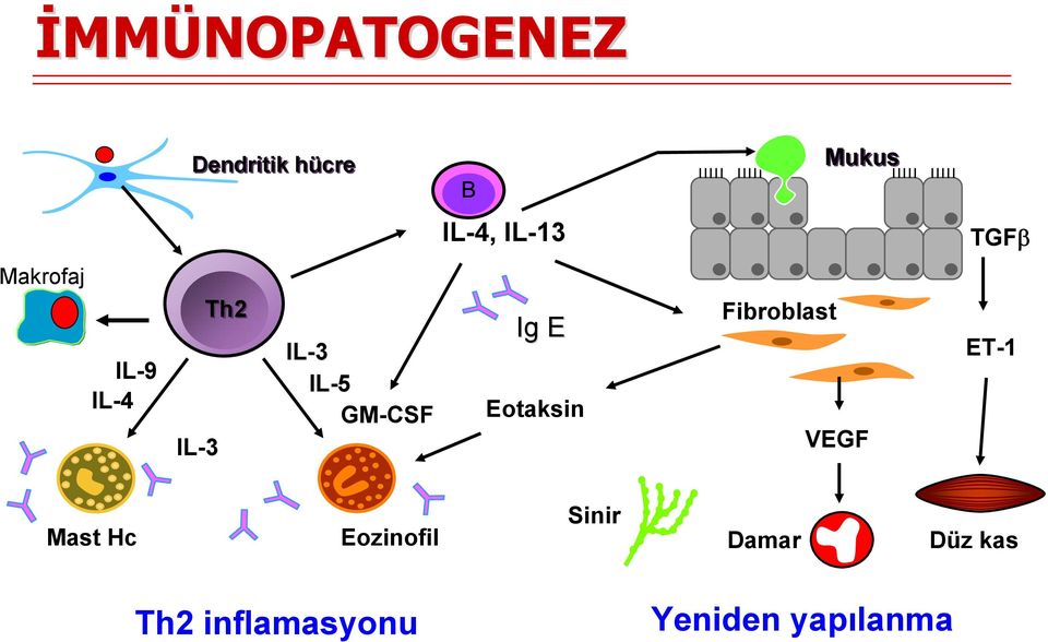E Eotaksin Fibroblast VEGF ET-1 Mast Hc Eozinofil