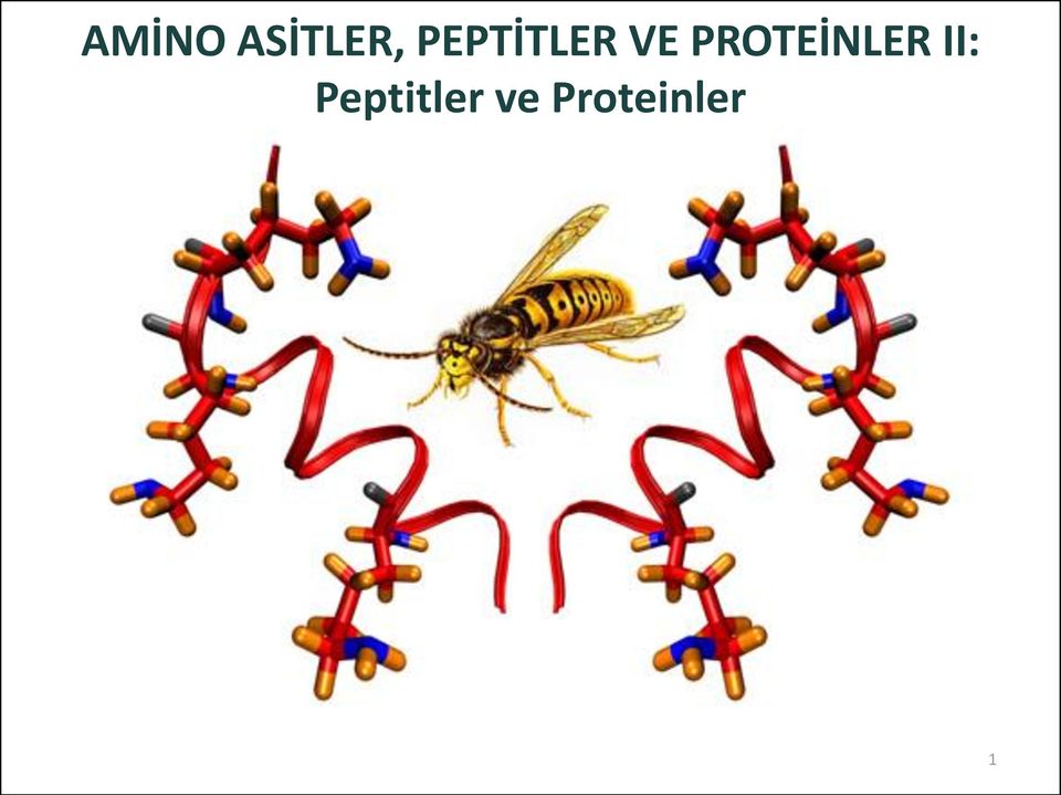 PROTEİNLER II: