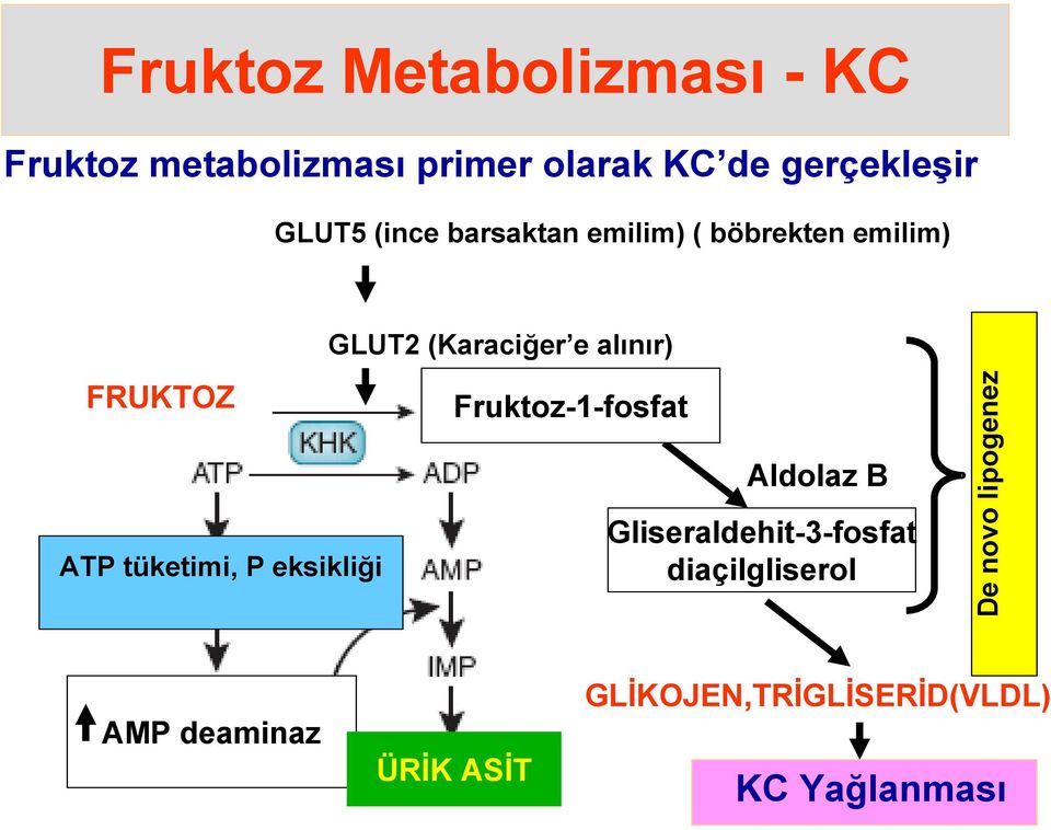 GLUT2 (Karaciğer e alınır) Fruktoz-1-fosfat Aldolaz B Gliseraldehit-3-fosfat