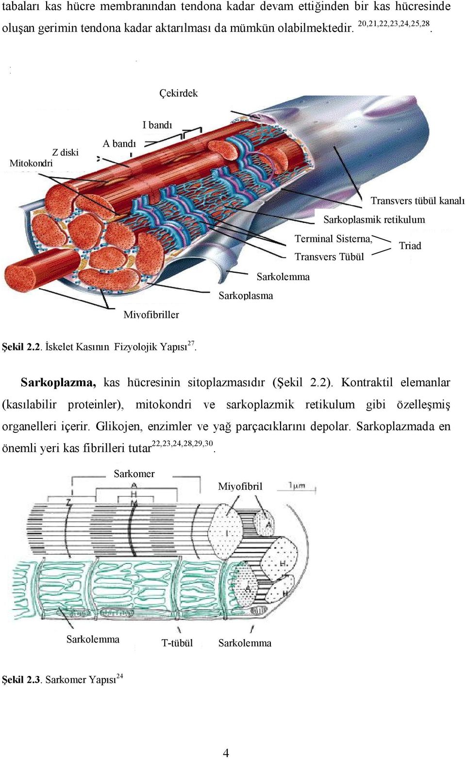 2. İskelet Kasının Fizyolojik Yapısı 27. Sarkoplazma, kas hücresinin sitoplazmasıdır (Şekil 2.2).
