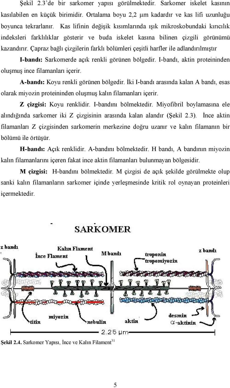 Çapraz bağlı çizgilerin farklı bölümleri çeşitli harfler ile adlandırılmıştır I-bandı: Sarkomerde açık renkli görünen bölgedir. I-bandı, aktin proteininden oluşmuş ince filamanları içerir.