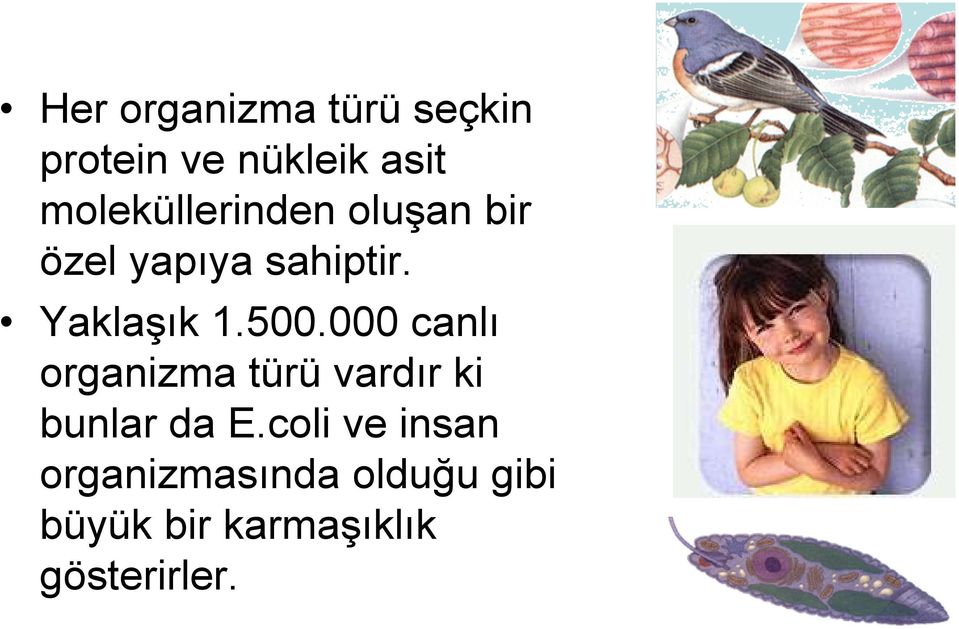 Yaklaşık 1.500.