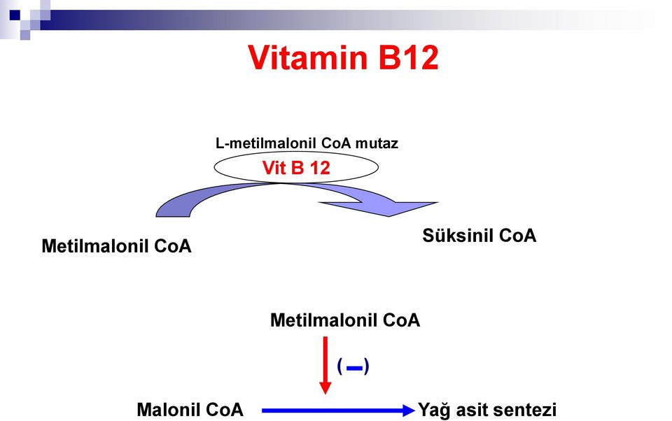 Süksinil CoA Metilmalonil CoA (
