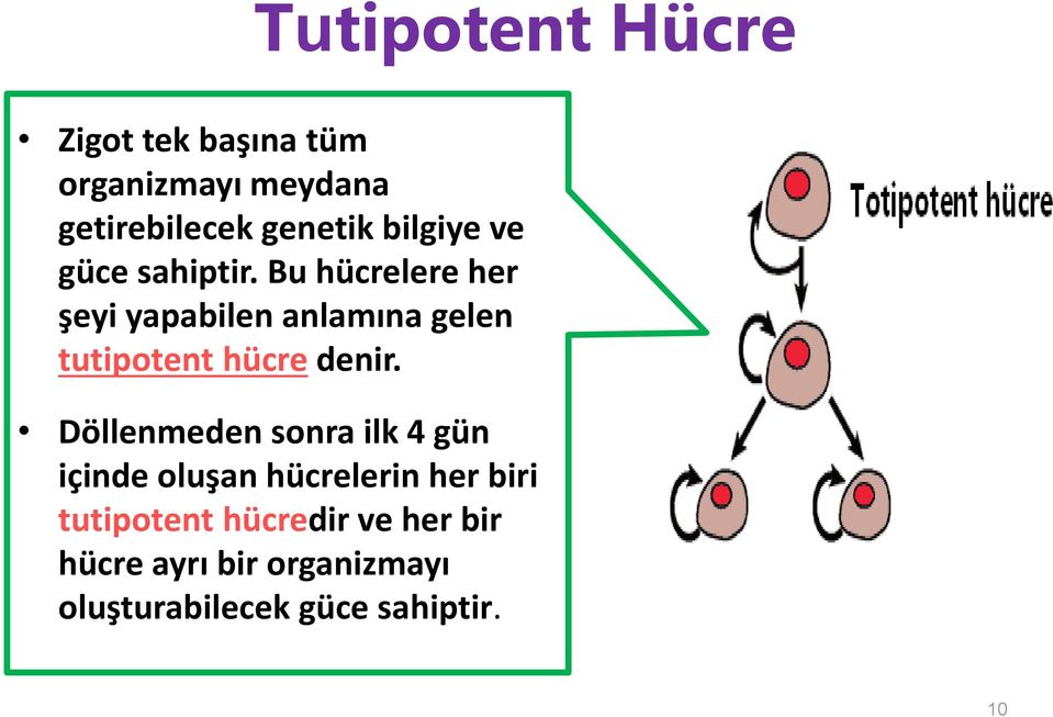 Bu hücrelere her şeyi yapabilen anlamına gelen tutipotent hücre denir.