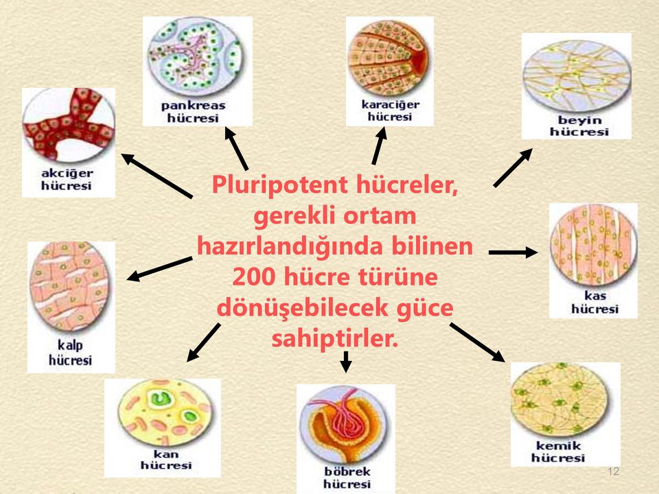 hazırlandığında bilinen 200