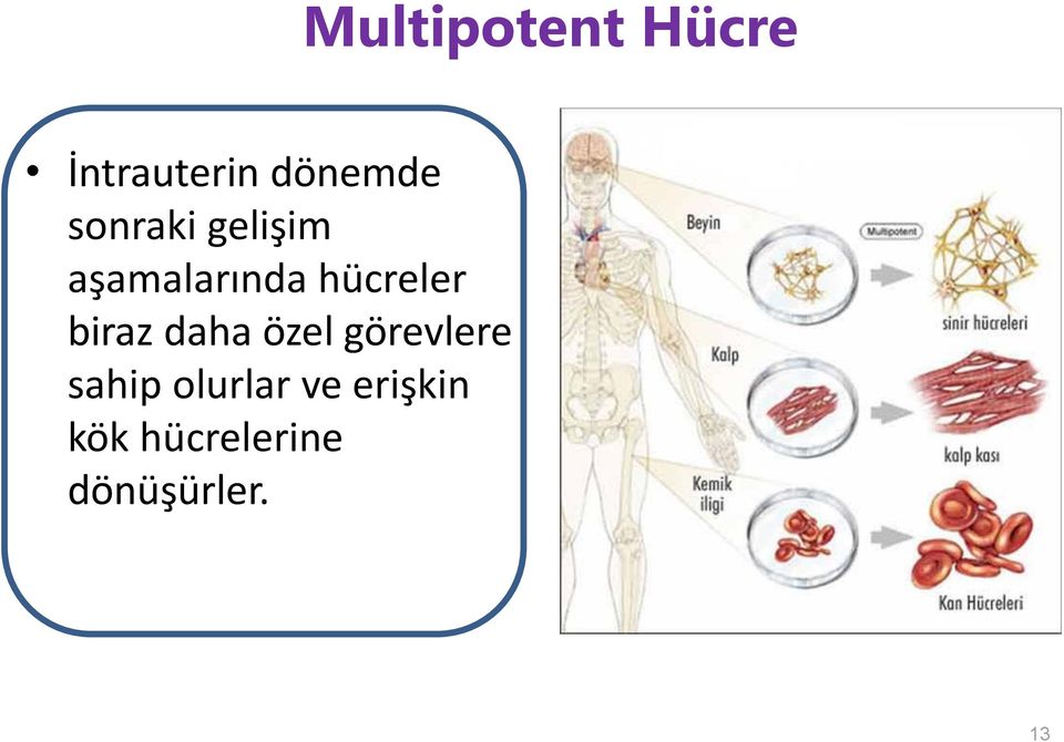 biraz daha özel görevlere sahip olurlar