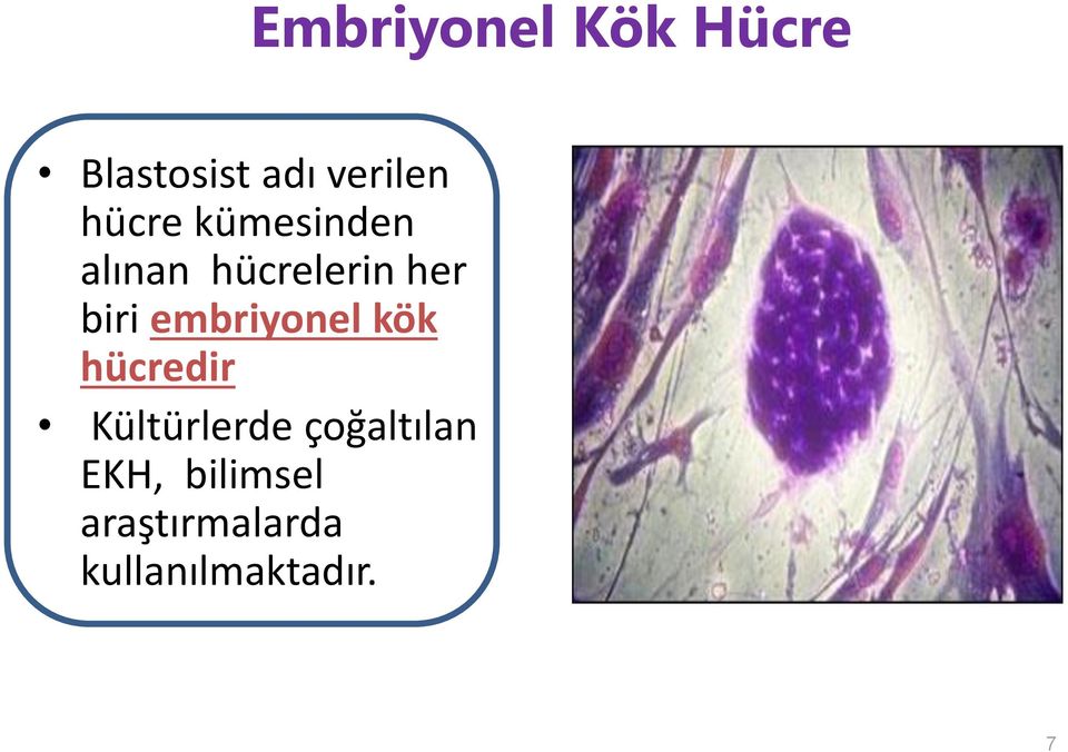 embriyonel kök hücredir Kültürlerde