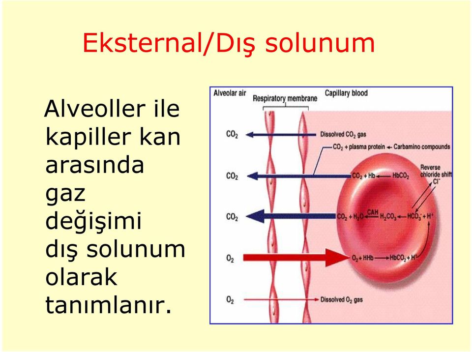 kan arasında gaz değişimi