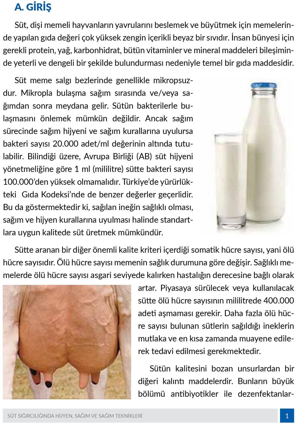 Süt meme salgı bezlerinde genellikle mikropsuzdur. Mikropla bulaşma sağım sırasında ve/veya sağımdan sonra meydana gelir. Sütün bakterilerle bulaşmasını önlemek mümkün değildir.
